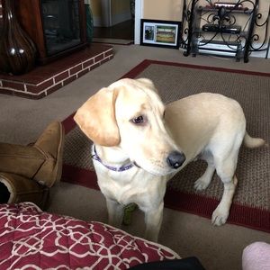 Meet your Posher, Ashley